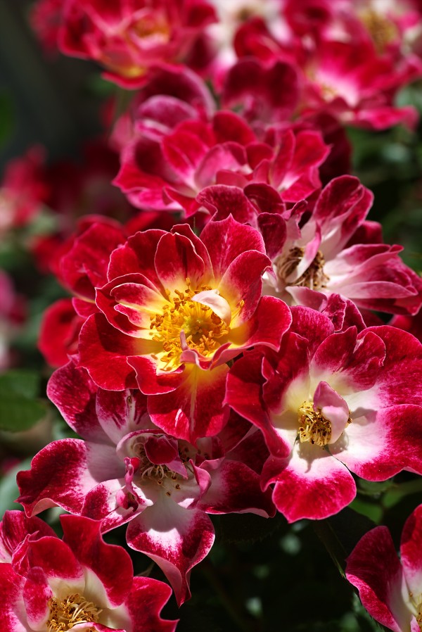 Carpet Roses Of Red by Joy Watson
